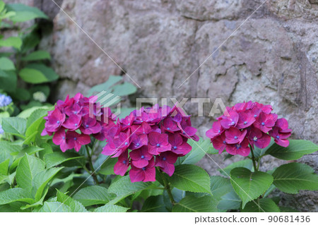 Purple hydrangea and stone wall Purple hydrangea and stone wall 90681436