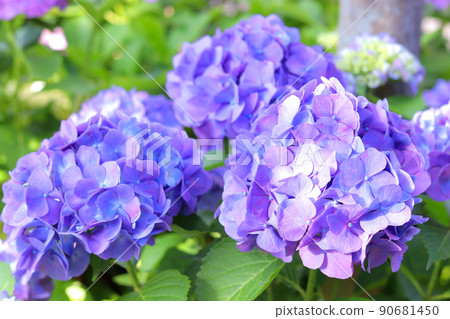Murasaki hydrangea Murasaki hydrangea 90681450