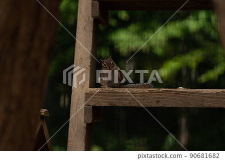 松鼠林花栗鼠 Ezoris 90681682