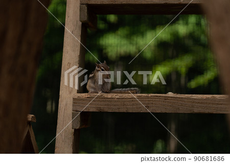 松鼠林花栗鼠 Ezoris 90681686