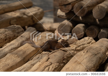 松鼠林花栗鼠 Ezoris 松鼠林花栗鼠 Ezoris 90681698