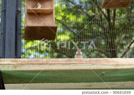 Squirrel Forest Chipmunk Ezoris Squirrel Forest Chipmunk Ezoris 90681699
