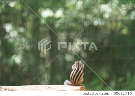 Squirrel Forest Chipmunk Ezoris Squirrel Forest Chipmunk Ezoris 90681710