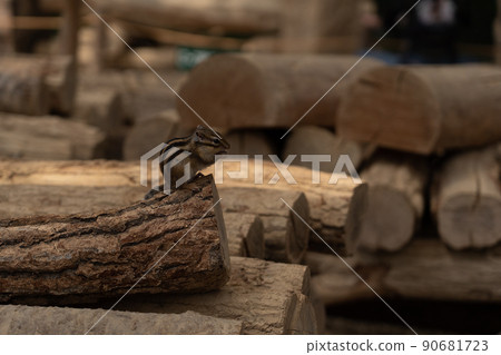 松鼠林花栗鼠 Ezoris 松鼠林花栗鼠 Ezoris 90681723