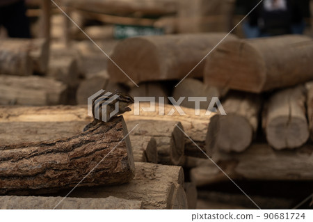 松鼠林花栗鼠 Ezoris 90681724