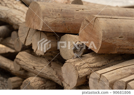 Squirrel Forest Chipmunk Ezoris Squirrel Forest Chipmunk Ezoris 90681806