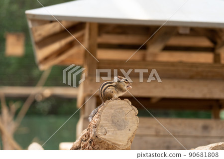 松鼠林花栗鼠 Ezoris 松鼠林花栗鼠 Ezoris 90681808