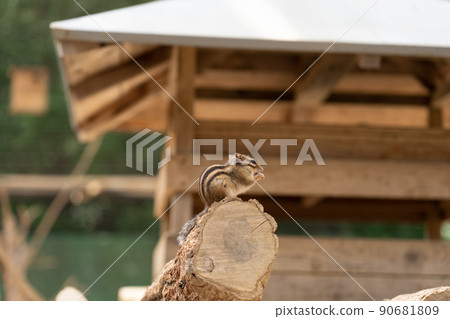 松鼠林花栗鼠 Ezoris 松鼠林花栗鼠 Ezoris 90681809