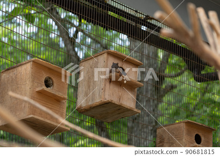 松鼠林花栗鼠 Ezoris 90681815