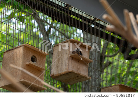 松鼠林花栗鼠 Ezoris 90681817