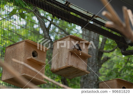 Squirrel Forest Chipmunk Ezoris Squirrel Forest Chipmunk Ezoris 90681820