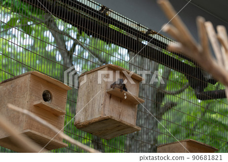 Squirrel Forest Chipmunk Ezoris 90681821