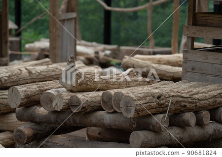 松鼠林花栗鼠 Ezoris 90681824