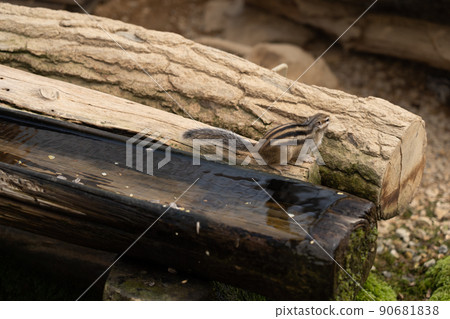 松鼠林花栗鼠 Ezoris 90681838