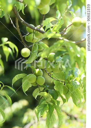 梅 梅 梅 90681839