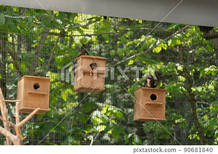 松鼠林花栗鼠 Ezoris 松鼠林花栗鼠 Ezoris 90681840