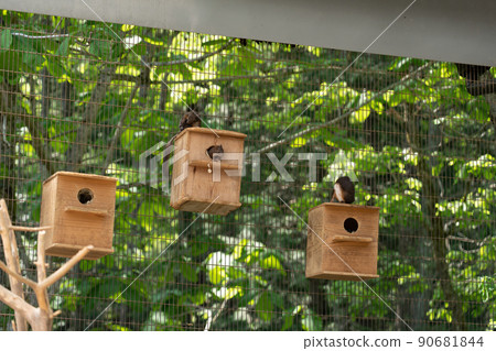 松鼠林花栗鼠 Ezoris 90681844