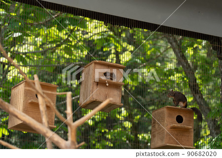 Squirrel Forest Chipmunk Ezoris 90682020