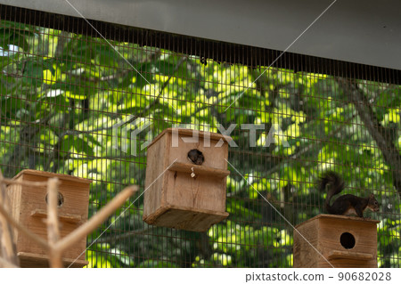 Squirrel Forest Chipmunk Ezoris Squirrel Forest Chipmunk Ezoris 90682028