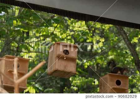 松鼠林花栗鼠 Ezoris 松鼠林花栗鼠 Ezoris 90682029