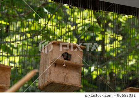 Squirrel Forest Chipmunk Ezoris Squirrel Forest Chipmunk Ezoris 90682031