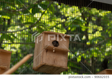 松鼠林花栗鼠 Ezoris 松鼠林花栗鼠 Ezoris 90682035