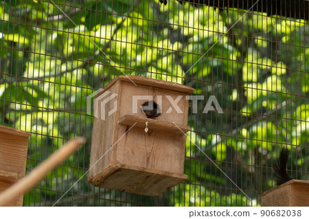 Squirrel Forest Chipmunk Ezoris Squirrel Forest Chipmunk Ezoris 90682038