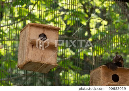 Squirrel Forest Chipmunk Ezoris Squirrel Forest Chipmunk Ezoris 90682039