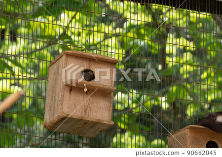 松鼠林花栗鼠 Ezoris 90682045