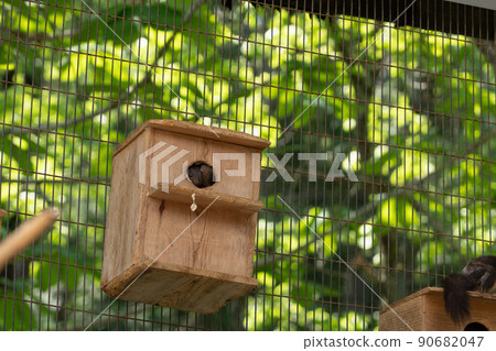 Squirrel Forest Chipmunk Ezoris 90682047