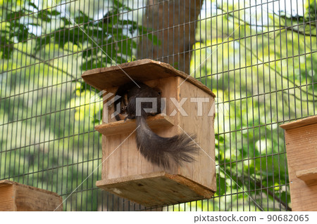 松鼠林花栗鼠 Ezoris 90682065