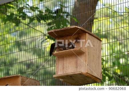 Squirrel Forest Chipmunk Ezoris 90682068