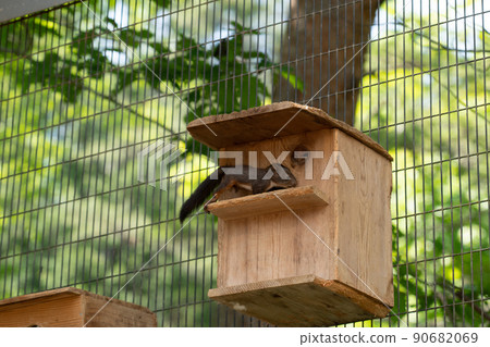 Squirrel Forest Chipmunk Ezoris 90682069