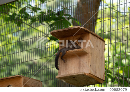 松鼠林花栗鼠 Ezoris 90682079