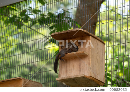 松鼠林花栗鼠 Ezoris 松鼠林花栗鼠 Ezoris 90682083