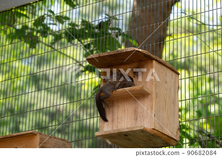 松鼠林花栗鼠 Ezoris 松鼠林花栗鼠 Ezoris 90682084