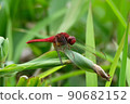Scarlet skimmer is the ultimate red dragonfly whose whole body is bright red 90682152