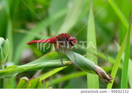 Scarlet skimmer is the ultimate red dragonfly whose whole body is bright red Scarlet skimmer is the ultimate red dragonfly whose whole body is bright red 90682152