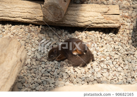 Squirrel Forest Chipmunk Ezoris Squirrel Forest Chipmunk Ezoris 90682165