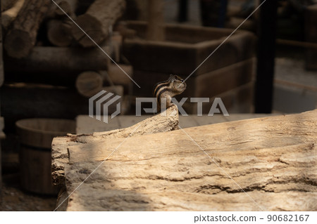 Squirrel Forest Chipmunk Ezoris 90682167