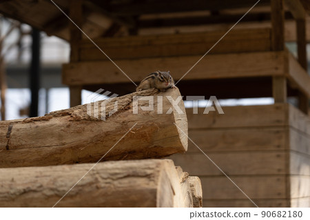 松鼠林花栗鼠 Ezoris 90682180