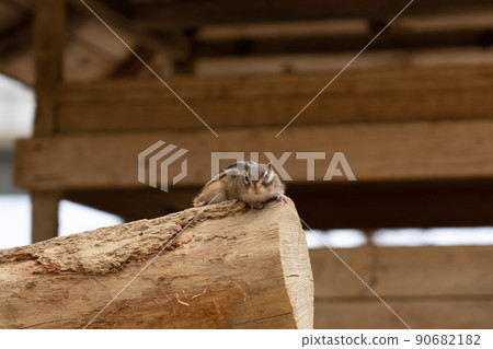 松鼠林花栗鼠 Ezoris 松鼠林花栗鼠 Ezoris 90682182