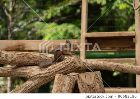 Squirrel Forest Chipmunk Ezoris Squirrel Forest Chipmunk Ezoris 90682186