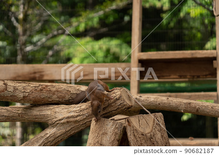Squirrel Forest Chipmunk Ezoris 90682187