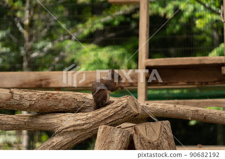 松鼠林花栗鼠 Ezoris 松鼠林花栗鼠 Ezoris 90682192