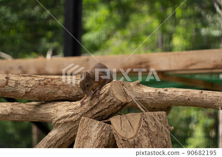 松鼠林花栗鼠 Ezoris 90682195