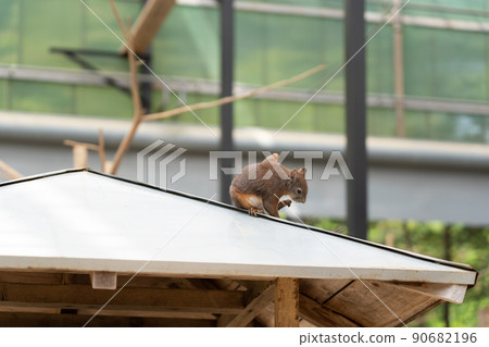 松鼠林花栗鼠 Ezoris 松鼠林花栗鼠 Ezoris 90682196