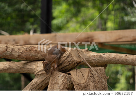 松鼠林花栗鼠 Ezoris 松鼠林花栗鼠 Ezoris 90682197