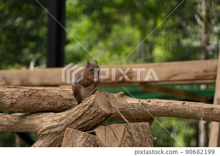 松鼠林花栗鼠 Ezoris 松鼠林花栗鼠 Ezoris 90682199