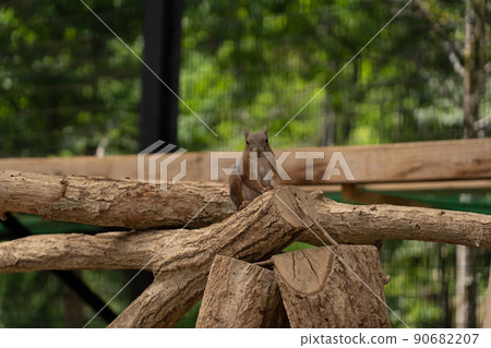 松鼠林花栗鼠 Ezoris 90682207